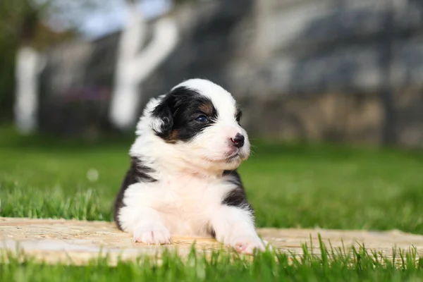 Chiots Berger Australien Extérieur — Photo