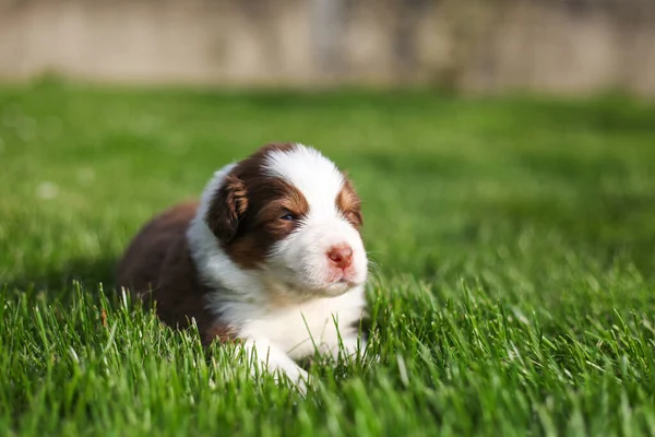 Australian Shepherd Cachorros Aire Libre — Foto de Stock