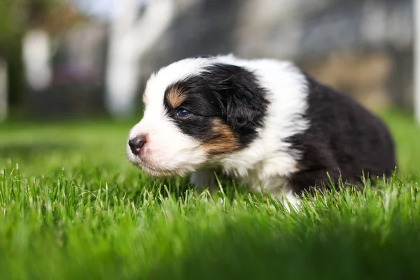 Cuccioli Pastore Australiano All Aperto — Foto Stock