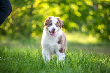 Şirin, komik, küçük Avustralyalı çoban köpeği.