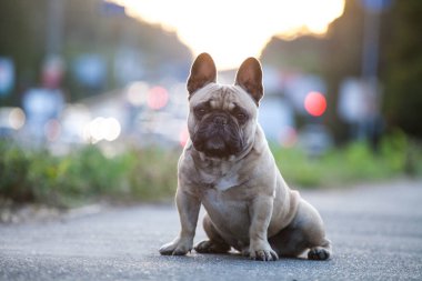 Fransız Bulldog 'unun klasik fotoğrafı.