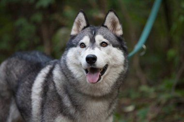 Sibirya köpekleri siyah ve beyaz