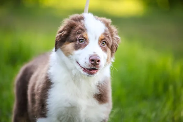 Şirin Komik Küçük Avustralyalı Çoban Köpeği — Stok fotoğraf