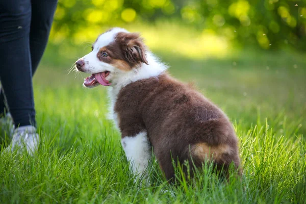 Bonito Engraçado Filhote Cachorro Australiano Pastor — Fotografia de Stock