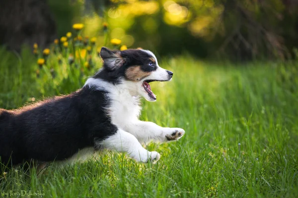 Şirin, komik, küçük Avustralyalı çoban köpeği.