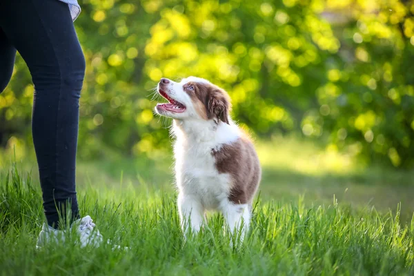 Şirin, komik, küçük Avustralyalı çoban köpeği.