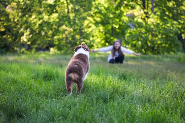 Şirin, komik, küçük Avustralyalı çoban köpeği.