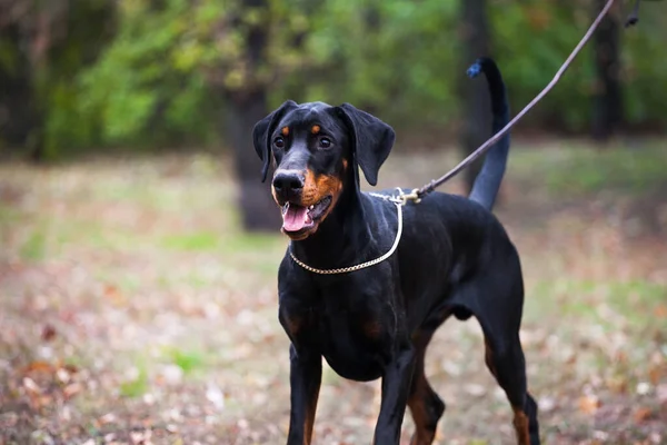 Güzel doberman köpeği kameraya bakıyor.