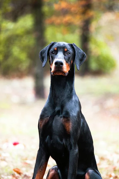 Bonito Cachorrinho Doberman Olhando Para Câmera — Fotografia de Stock