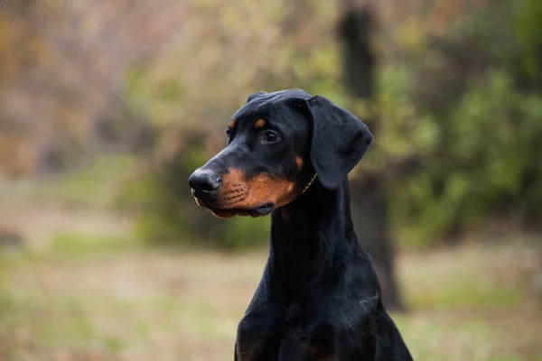 Bonito Cachorrinho Doberman Olhando Para Câmera — Fotografia de Stock