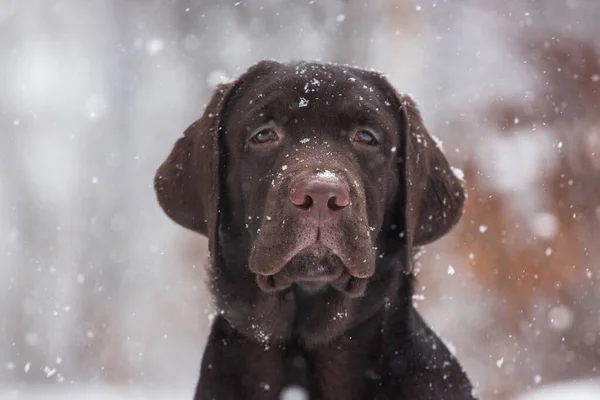 Labrador Cão Brincando Neve Inverno Livre — Fotografia de Stock