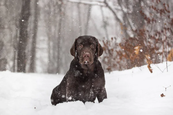 Labrador köpeği kışın açık havada karda oynuyor.