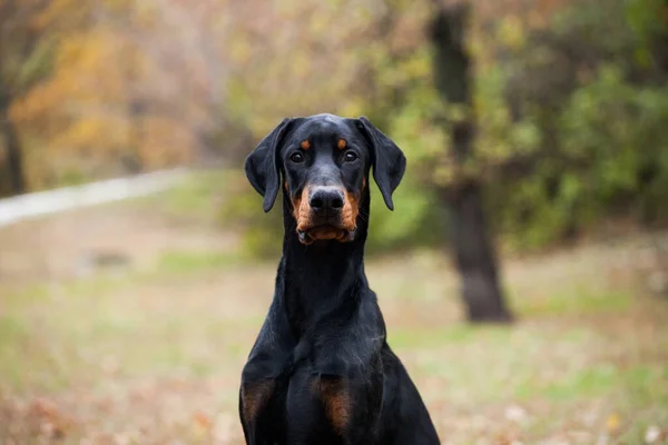 Güzel doberman köpeği kameraya bakıyor.