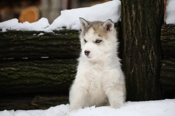 Husky Porträtt Snön — Stockfoto