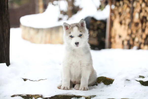 Karda iri yapılı bir portre