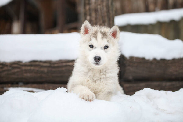 Husky portrait in the snow