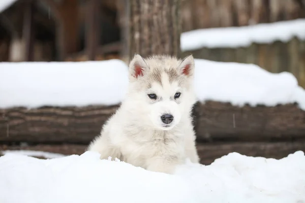 Karda iri yapılı bir portre