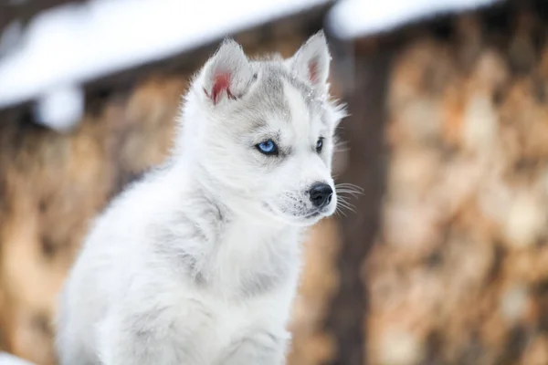 Husky Retrato Nieve —  Fotos de Stock