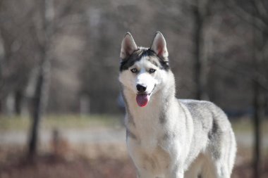 Siderian Husky ormanda