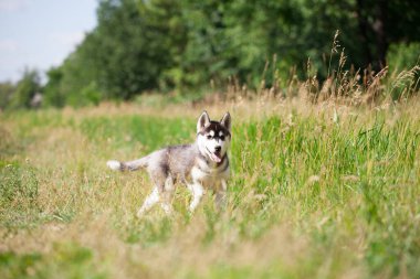 Sibirya kurt köpeği doğada yürüyor.