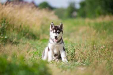 Sibirya kurt köpeği doğada yürüyor.
