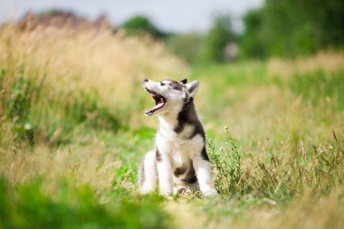 Sibirya kurt köpeği doğada yürüyor.