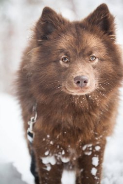 Kırmızı köpek, Fin Lappphund karda.