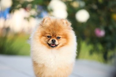 Otların arasında Pomeranian