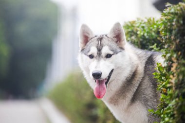 Sibirya kabuğu ve çiçeği 