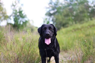 Kara labrador ormanda