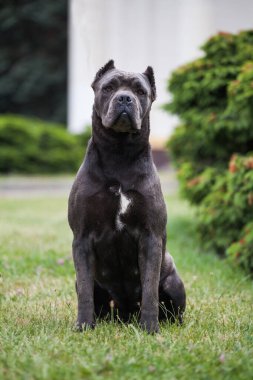 Parkta kamış Corso