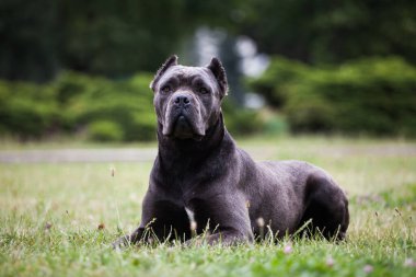 Parktaki köpek cinsi kamış korso.