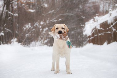 Kış doğasında köpek. Sarı labrador Retriever
