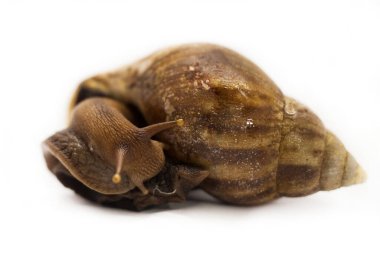 Beyaz arkaplanda salyangoz