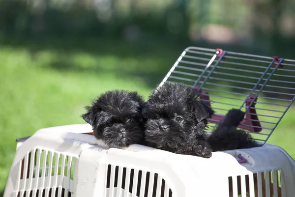 Minik köpek yavrusu, bir tanecik