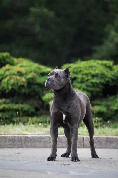 Parktaki köpek cinsi kamış korso.