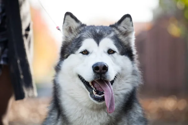 Alaskan Malamute Seinem Haus — Stockfoto