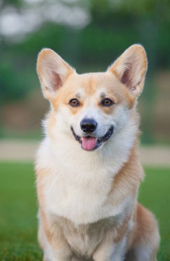 Galli Corgi Pembroke parkta yürüyor.