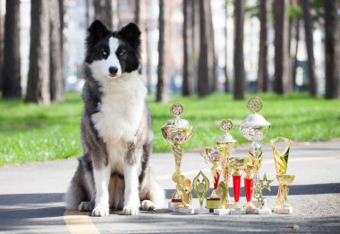 Yakutian Laika sokakta yürüyor