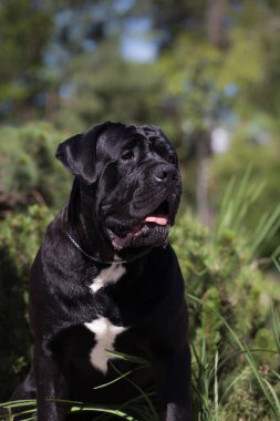 Parkta kamış Corso