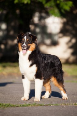 Avustralya çoban köpeği dışarıda.