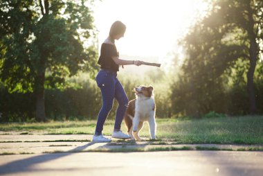 Günbatımında sahibi olan Avustralyalı Çoban