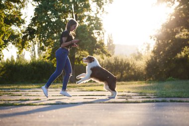 Günbatımında sahibi olan Avustralyalı Çoban
