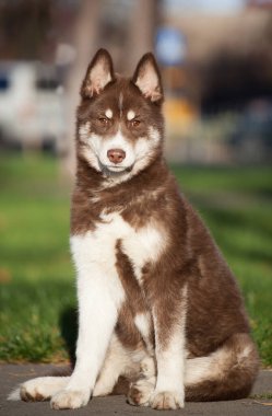 Parktaki Sibirya köpeği.