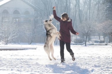 Karlı ormanda köpeği Husky olan güzel bir kız. Genç kadın köpekle oynuyor ve gülümsüyor.