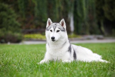 Parktaki Sibirya köpeği.