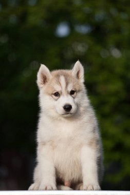 Küçük gri beyaz köpek yavrusu