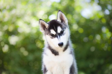 siyah ve beyaz Sibirya Husky köpeği