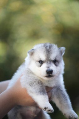 Küçük Sibirya Husky köpeği