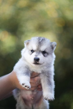 Küçük Sibirya Husky köpeği